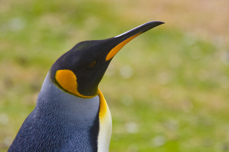 King Penguin